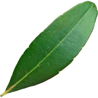 Korallenraute-Blatt
