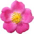 Prairie rose