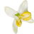 Olivenblüte