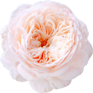 Juliet rose