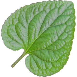 Veilchenblatt