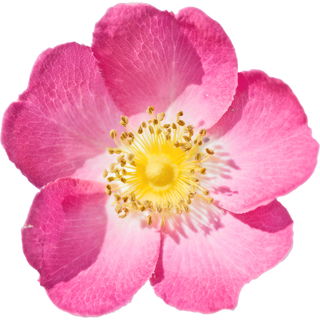 Eglantine rose