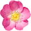 Eglantine rose