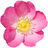 Eglantine rose