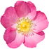 Eglantine rose