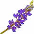 Lupinus shockleyi
