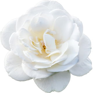 Snow White rose