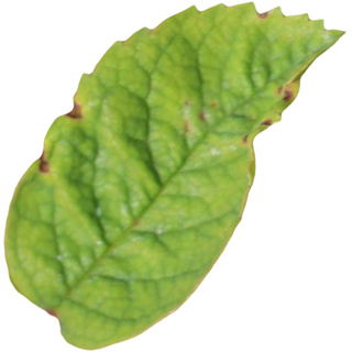 Weinrosenblatt
