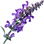 Salbeiblüte