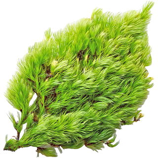 Mineral moss