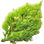 Forest moss