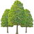 Forest accord