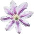 Clematis