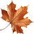Smoked maple