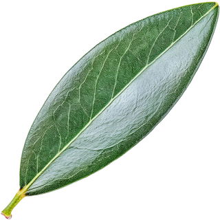 Olivenblatt