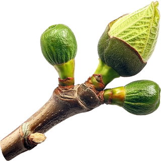 Fig blossom