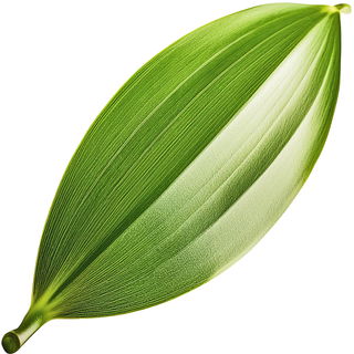 Vanilla orchid leaf