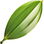 Vanilla orchid leaf