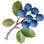 Blackthorn