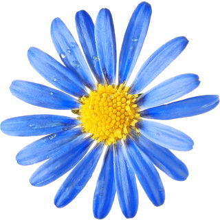 Blue daisy bush