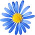 Blue daisy bush