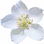 Christrose