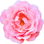 Strauchrose