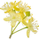 Lindenblüte