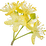 Linden blossom