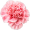 Carnation