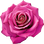 pinke Rose