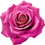 Pink rose