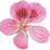 Geranium