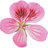 Geranium