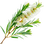 Tea tree