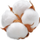 Cotton