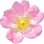 Heckenrose