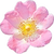 Heckenrose