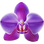 Purple orchid