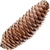 Fir cone