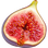Fig