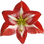 Hippeastrum