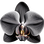 schwarze Orchidee