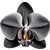 schwarze Orchidee