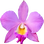 Cattleya orchid