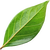 Cinnamon leaf