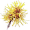 Hamamelis