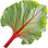 Rhubarb leaf