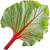Rhabarberblatt