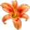 Daylily